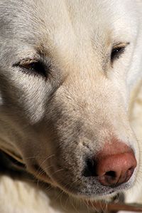 老犬の顔