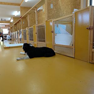 老犬ホーム花園牧場の犬舎内部