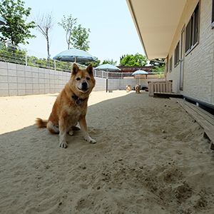 老犬ホーム花園牧場のドッグラン