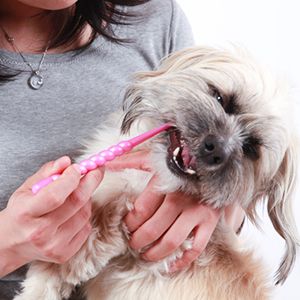 老犬の歯磨き