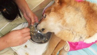 老犬ホーム花園牧場 食事風景