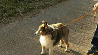 老犬ホーム花園牧場 夕方のお散歩