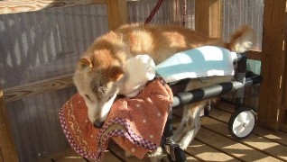 老犬ホーム花園牧場 食後の体勢