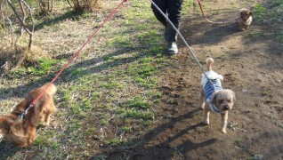 老犬ホーム花園牧場 散歩風景