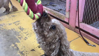 老犬ホーム花園牧場 介護風景