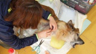 老犬ホーム花園牧場 床ずれ介護