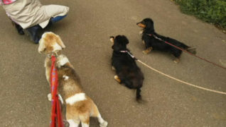 老犬ホーム花園牧場 夕方のお散歩