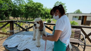 老犬ホーム花園牧場 トリミング