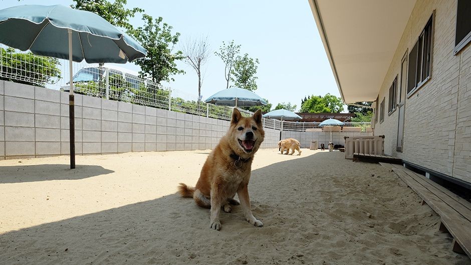 老犬ホーム花園牧場 ドッグラン