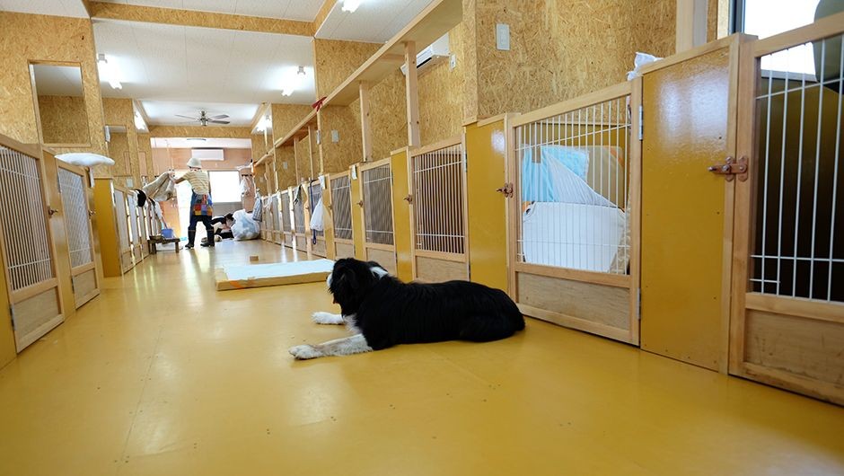 老犬ホーム花園牧場 犬舎内部