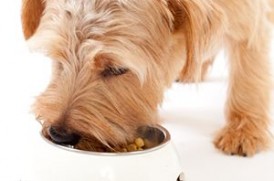 老犬の食事イメージ画像