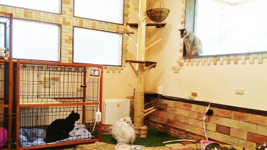 老犬老猫ホーム東京ペットホーム 猫のお部屋