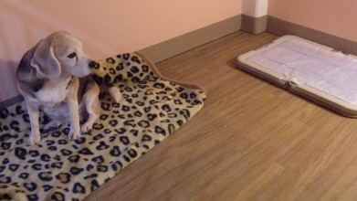 老犬老猫ホーム東京ペットホーム 犬のお部屋