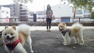 老犬老猫ホーム東京ペットホーム お散歩