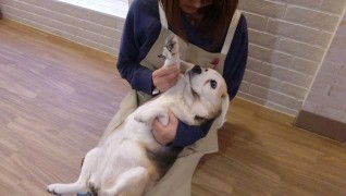 老犬老猫ホーム東京ペットホーム マッサージ