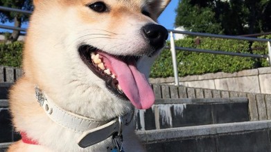 老犬老猫ホーム東京ペットホーム お散歩