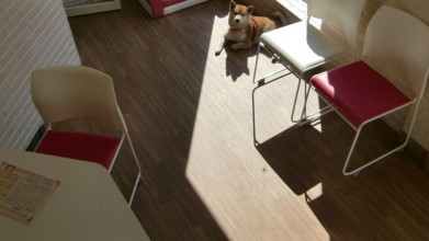 老犬老猫ホーム東京ペットホーム 2号館内観