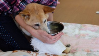 いぬのケアハウスシェリーふくおか 朝ごはん