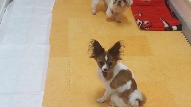 老犬ホームワンダーわん 小型犬部屋