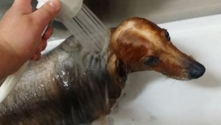 老犬ホームワンダーわんの トリミング