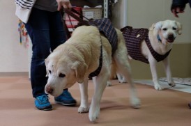 北海道盲導犬協会の退役犬