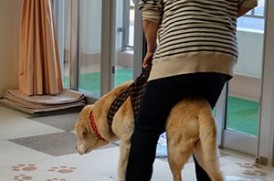 北海道盲導犬協会の老犬ホーム