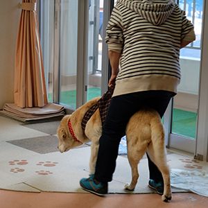 北海道盲導犬協会の老犬ホーム