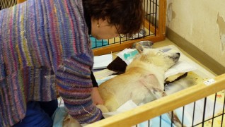 老犬・老猫ホームニャンワンクラブ 老犬介護