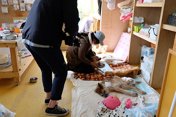 老犬ホーム花園牧場の取材写真