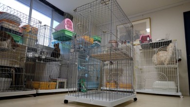 老犬・老猫ホームニャンワンクラブ 猫のお部屋