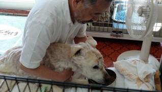 介護付老犬・老猫ホーム おりづる園食事介護