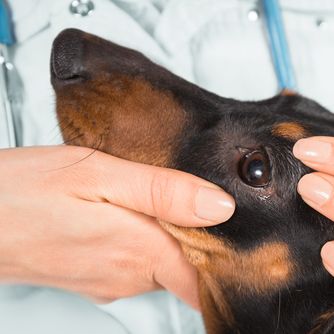 老犬との向き合い方