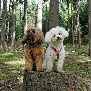 老犬のいるところに子犬を迎え入れる