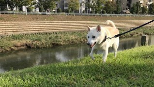 老犬介護ホームろうたす 散歩風景