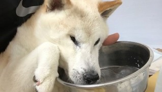 老犬介護ホームろうたす 食事風景