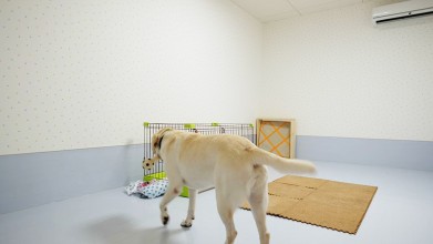 老犬介護ホームろうたす　介護室