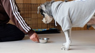 老犬ホームＪｉＪi食事風景