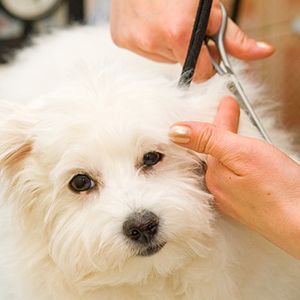 老犬のトリミング