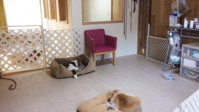 老犬ホームJiJi ワンちゃんのお部屋