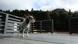 老犬ホームＪｉＪiウッドデッキ