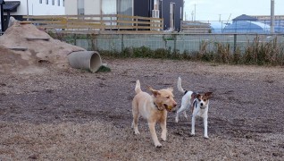 老犬ホームわんダーらん ドッグラン