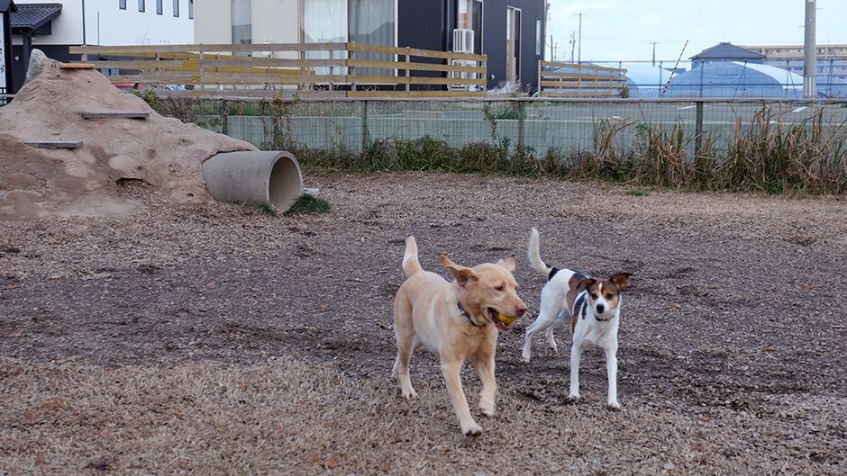 老犬ホームわんダーらん ドッグラン