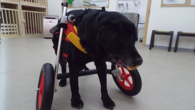 老犬ホームメロー 車いす