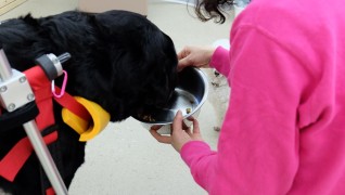 老犬介護ホームメロー 食事風景