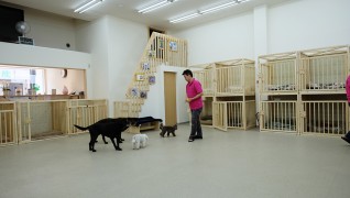 老犬介護ホームメロー 介護風景