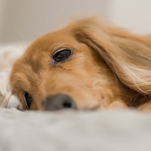 寝たきりの老犬