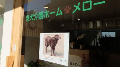 老犬介護ホームメロー 看板犬