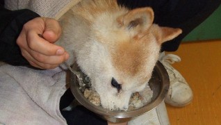 老犬ホーム花園牧場 夕ご飯