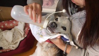 老犬ホーム花園牧場 夕ご飯