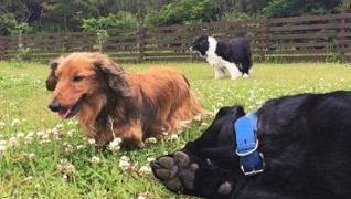 老犬ホーム九十九里パーク 自由時間